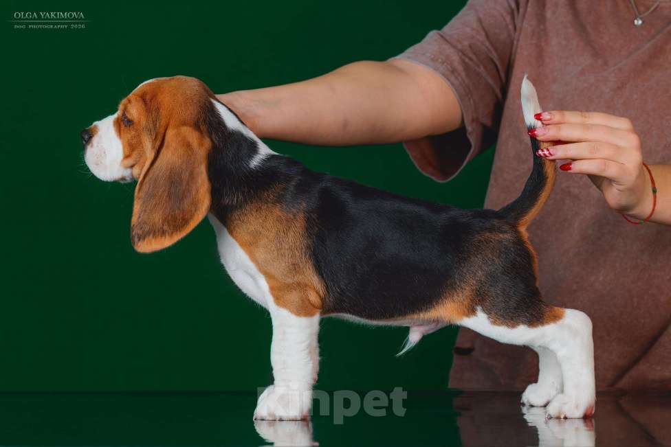 Собаки в Армавире: БИГЛЬ ЩЕНОК Мальчик, 60 000 руб. - фото 3