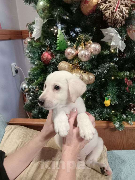 Собаки в Севастополе: Щенок метис лабрадора Мальчик, Бесплатно - фото 2