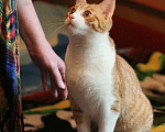 Кошки в Москве: Котик Боня - комнатное солнышко! В добрые руки Мальчик, Бесплатно - фото 8