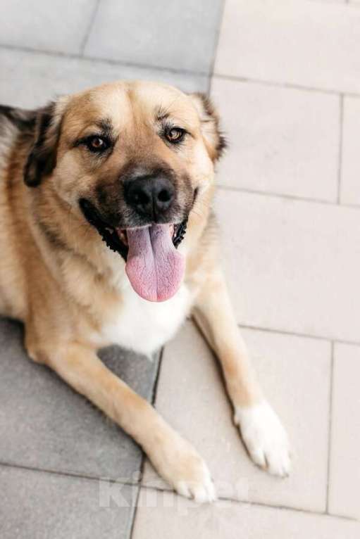 Собаки в Москве: Дынька ждёт своего человека. Мальчик, Бесплатно - фото 2