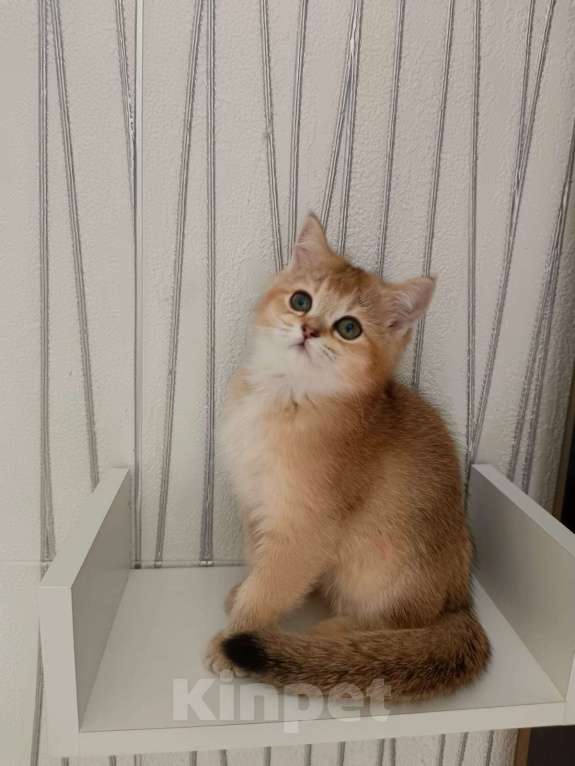 Кошки в Иваново: Шотландсктй Золотой Котик Мальчик, Бесплатно - фото 2