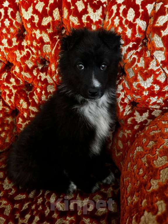 Собаки в Москве: В добрые руки мальчик! щенок ищет дом! Мальчик, Бесплатно - фото 5