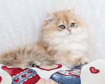 Кошки в Москве: Длинношерстный котенок. Красивый мальчик Мальчик, 100 000 руб. - фото 3