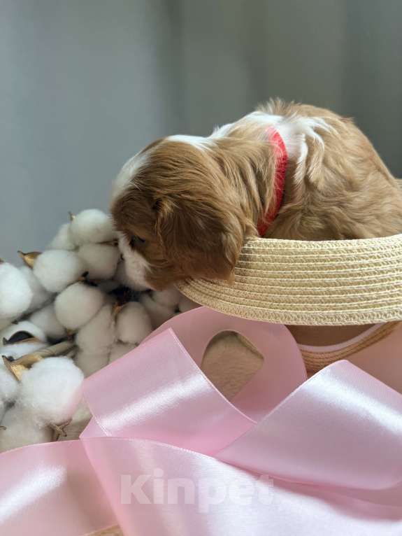 Собаки в Дивногорске: Кавалер Кинг чарльз спаниель Разнополые, 80 руб. - фото 5