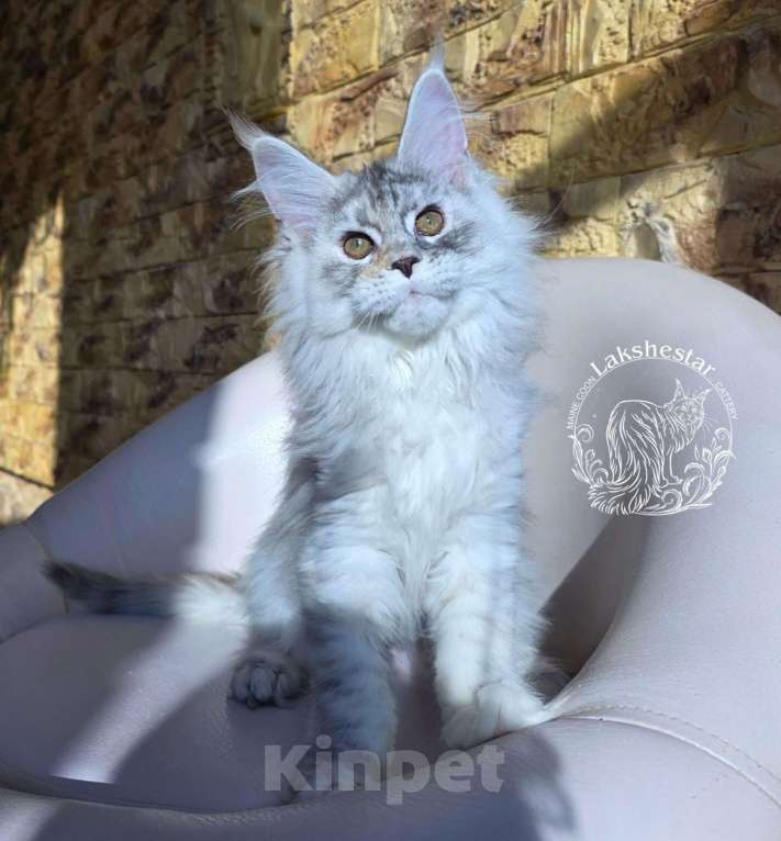 Кошки в Москве: Котенок мейн кун Девочка, 180 000 руб. - фото 7