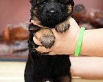 Собаки в Юрге: Длинношерстная немецкая овчарка Девочка, 55 000 руб. - фото 1