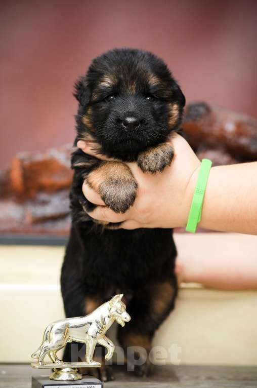 Собаки в Юрге: Длинношерстная немецкая овчарка Девочка, 55 000 руб. - фото 1
