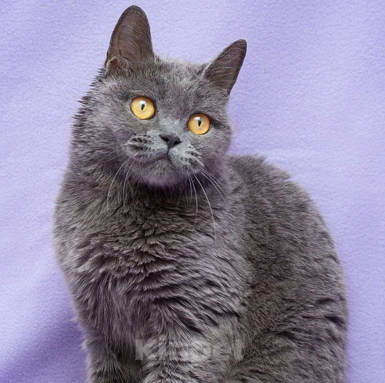 Кошки в Москве: Хозяин умер, а кошечку хотели выгнать из онкоцентра 💔  Девочка, Бесплатно - фото 2