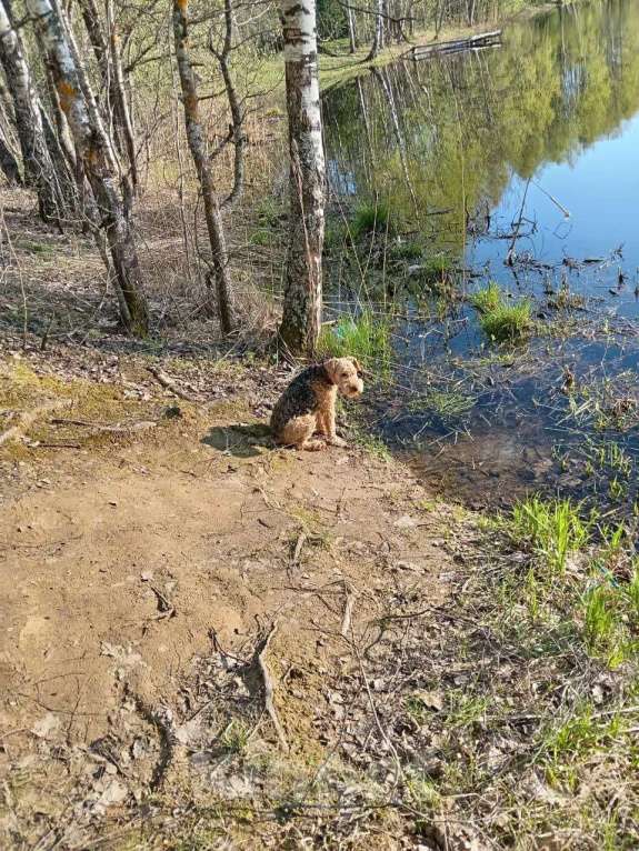 Собаки в Щелково: Потерялась собака Девочка, Бесплатно - фото 2