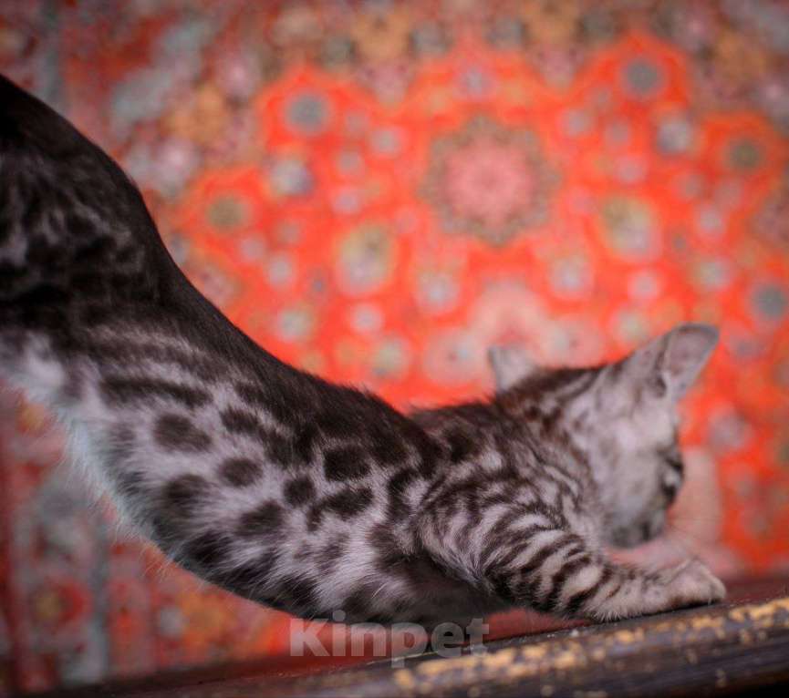 Кошки в Москве: бенгальский котенок на фоне ковра Мальчик, 45 000 руб. - фото 5