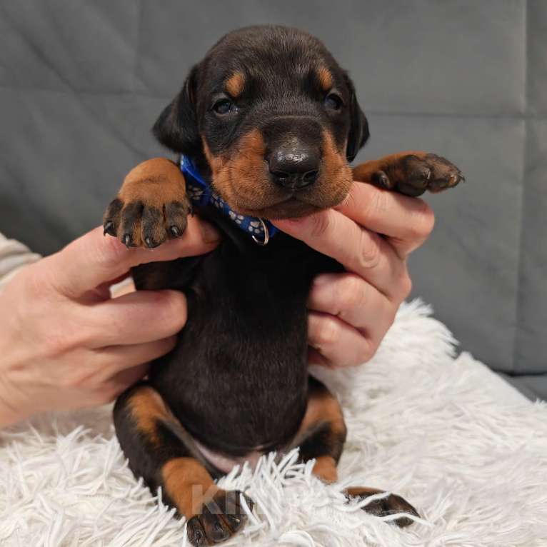 Собаки в других городах Краснодарского края: Щенки добермана Мальчик, 25 000 руб. - фото 7