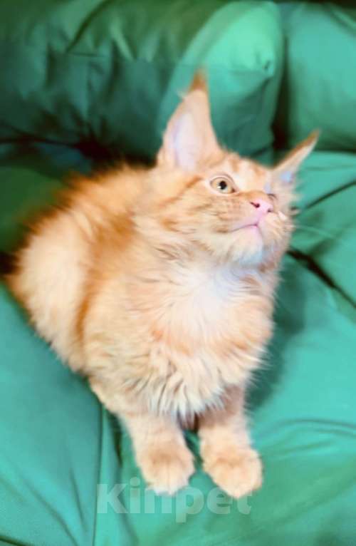 Кошки в Москве: Рыжий котенок Мальчик, 45 000 руб. - фото 3