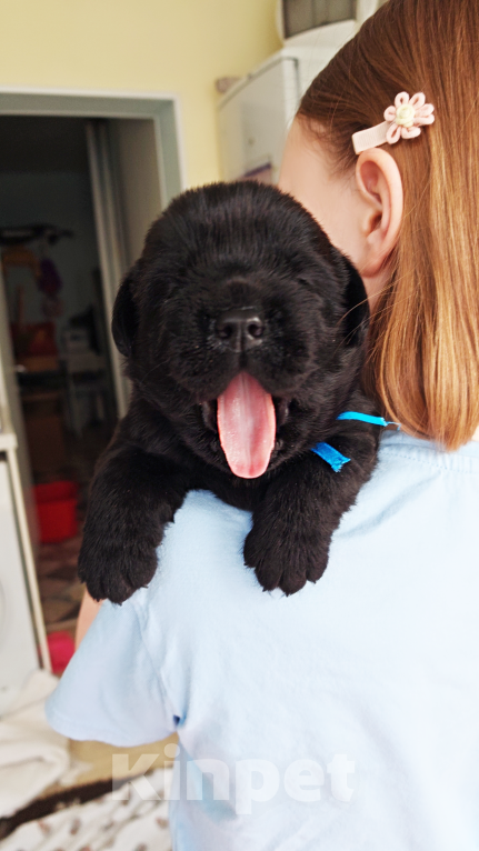 Собаки в Москве: Черный толстолапый малышок Мальчик, 120 000 руб. - фото 6