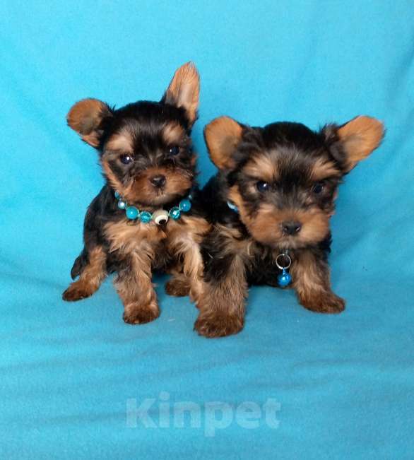 Собаки в Москве: Мальчики йоркширского терьера Мальчик, 25 000 руб. - фото 2