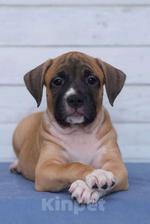 Собаки в Санкт-Петербурге: Ярко рыжая девочка амстаффа Девочка, 1 руб. - фото 7