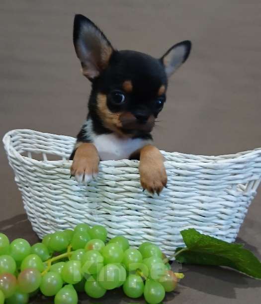 Собаки в Туле: Мальчики и девочки чихуахуа Разнополые, 15 000 руб. - фото 4