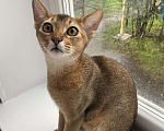 Кошки в Арамиле: Абиссинские  котята  Мальчик, 20 000 руб. - фото 4