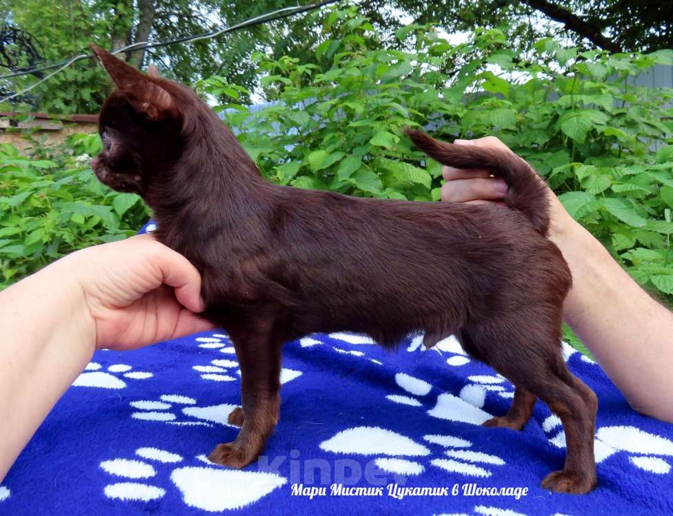 Собаки в Санкт-Петербурге: Здоровые щенки чихуахуа из питомника РКФ Мальчик, 25 000 руб. - фото 9