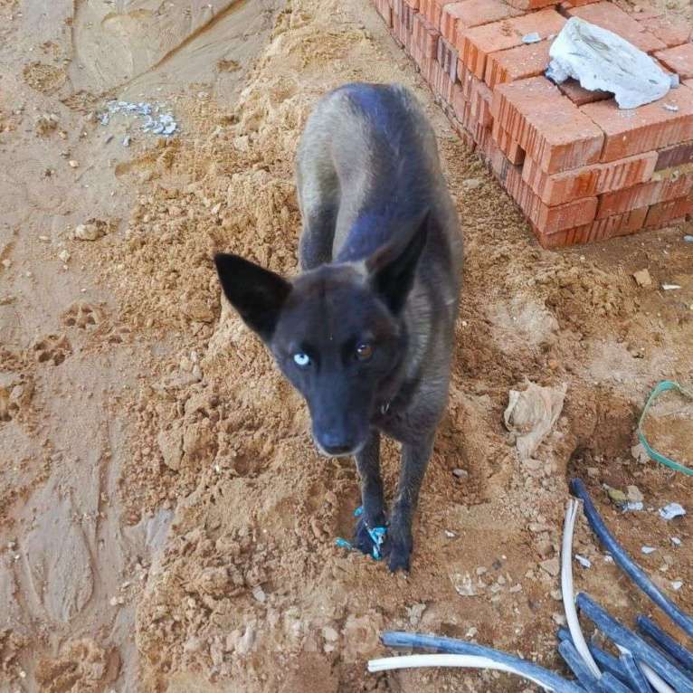 Собаки в Москве: Хозяин оставил собаку на стройке 🆘️ Скоро стройгородок закроют, и она останется там совсем одна Девочка, Бесплатно - фото 2