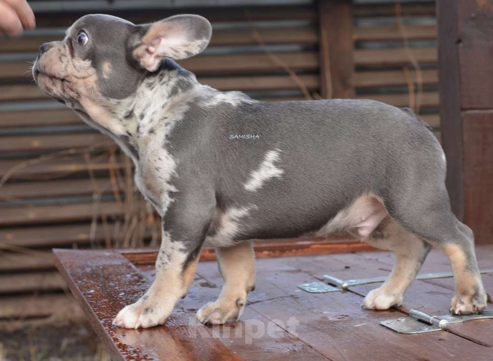 Собаки в Москве: красавец малыш Мальчик, 50 000 руб. - фото 3