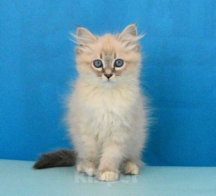 Кошки в Москве: Синеглазый красавчик Парамон Мальчик, Бесплатно - фото 3