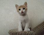 Кошки в Домодедово: Котенок в добрые руки Мальчик, 1 руб. - фото 4