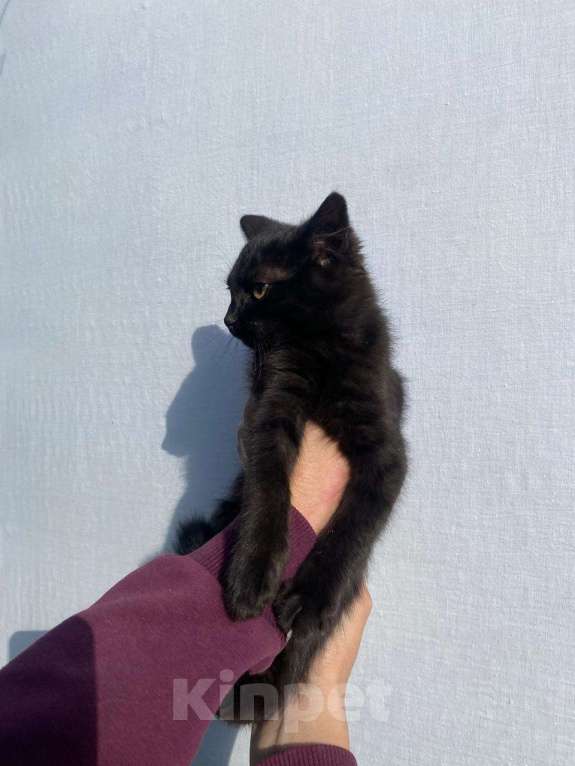 Кошки в других городах Московской области: Космос Мальчик, Бесплатно - фото 3