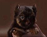 Собаки в Москве: Шоколадный Йорк мальчик недорого Мальчик, Бесплатно - фото 3