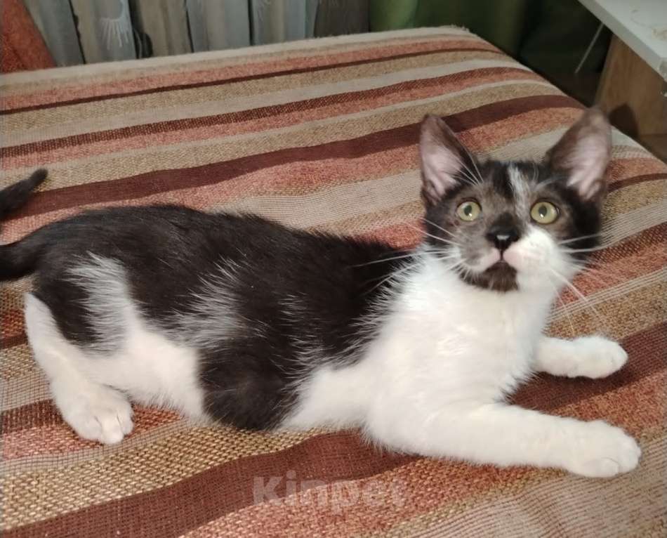 Кошки в Москве: Василий Мальчик, 100 руб. - фото 1