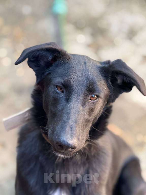 Собаки в Москве: Клякса Девочка, Бесплатно - фото 6