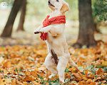 Собаки в Москве: Щенок голден-ретривера от питомника Woodrays  Девочка, 90 000 руб. - фото 9