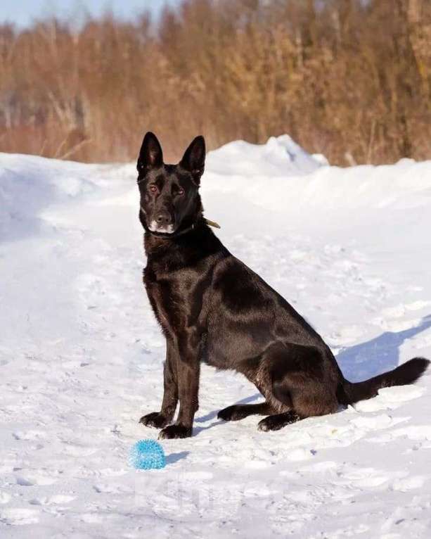 Собаки в Москве: Рада ищет свой дом Девочка, Бесплатно - фото 4