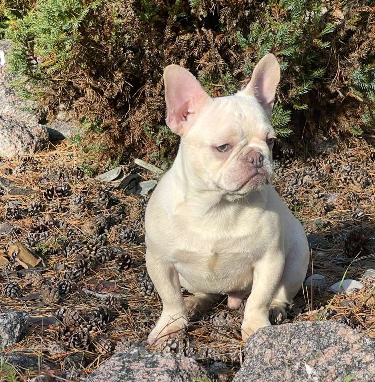 Собаки в Санкт-Петербурге: Мальчик окраса платина Мальчик, 25 000 руб. - фото 3