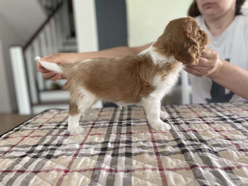Собаки в Волгограде: Девочка кавалер Кинг чарльз спаниель Девочка, 120 000 руб. - фото 2