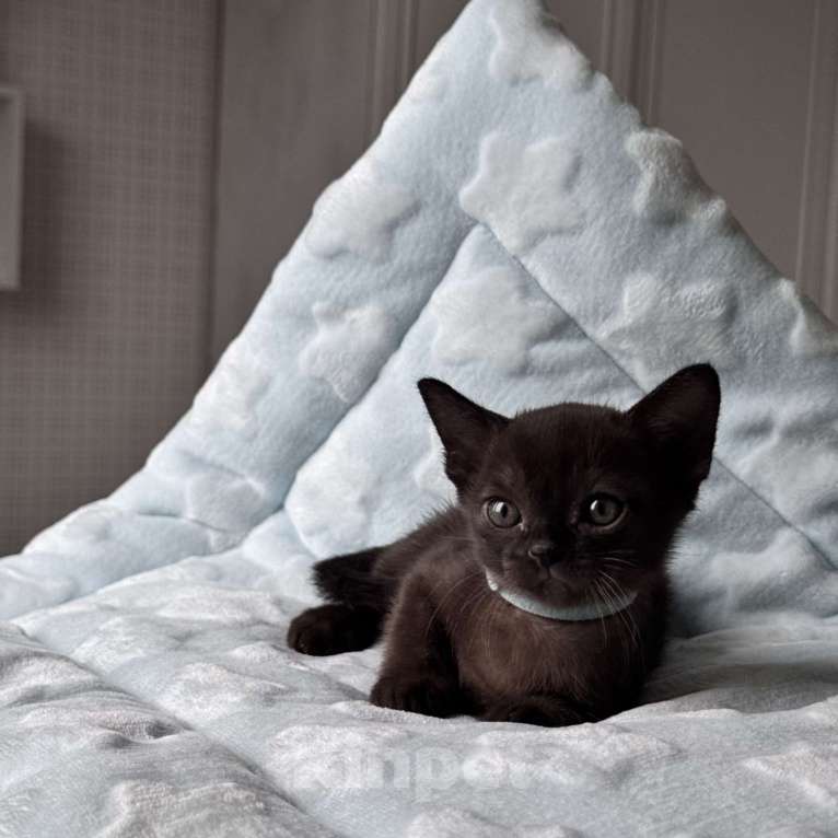 Кошки в Калининграде: Европейская бурма. Котята. Питомник Мальчик, 90 000 руб. - фото 2