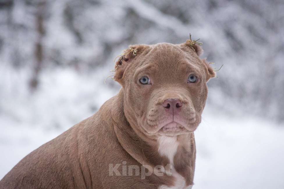 Собаки в других городах Московской области: Американский Булли стандарт Мальчик, 130 000 руб. - фото 4
