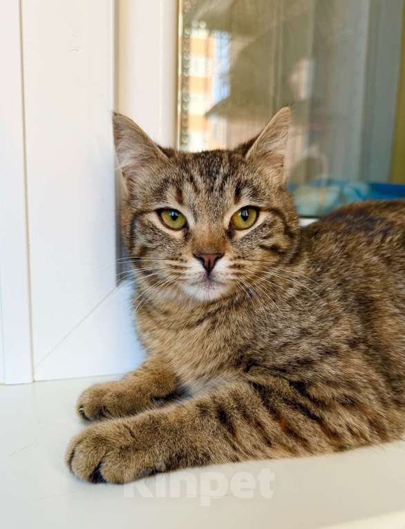 Кошки в Москве: Котенок Плюша -полосатая девочка в добрые руки Девочка, Бесплатно - фото 1