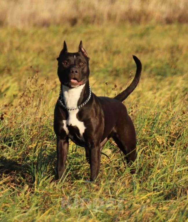 Собаки в Санкт-Петербурге: Щенки - Прайтер Девочка, 65 000 руб. - фото 4