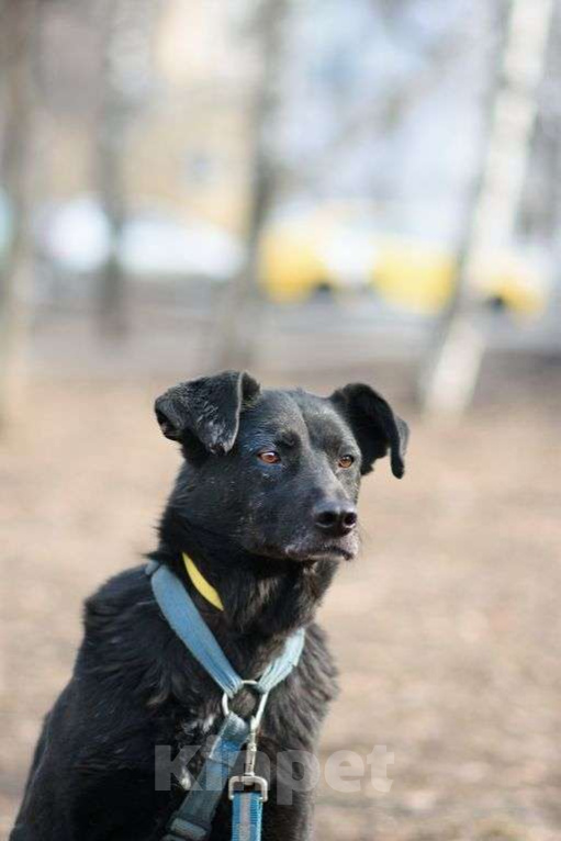 Собаки в Москве: Мастика Девочка, Бесплатно - фото 1
