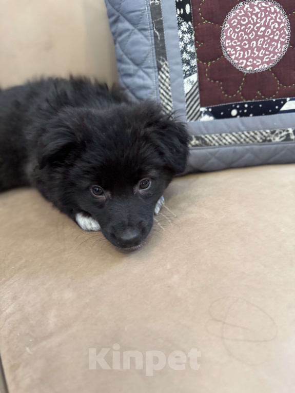 Собаки в Москве: Волколак Мальчик, Бесплатно - фото 1