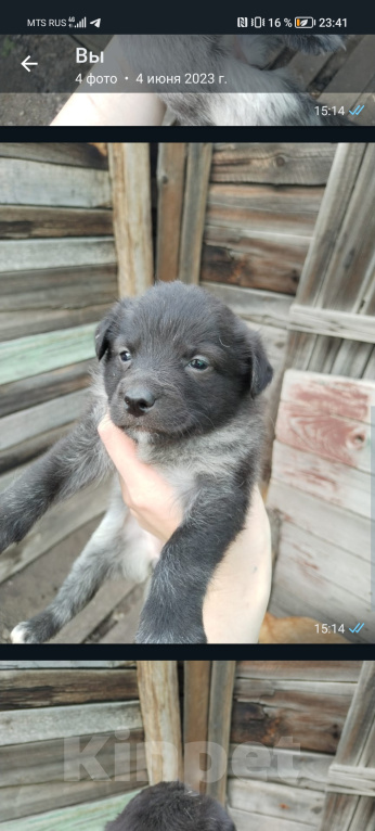 Собаки в Балашове: Девочка, месяц отроду  Девочка, Бесплатно - фото 1
