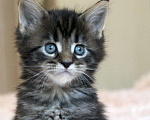 Кошки в Болхове: Мальчик Мейн Кун лесного окраса Мальчик, 55 000 руб. - фото 2