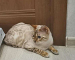 Кошки в Новокубанске: Снежный котик, 45 000 руб. - фото 2