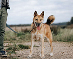 Собаки в Москве: Ищет Дом и лучшего хозяина пёс Риччи Мальчик, Бесплатно - фото 1