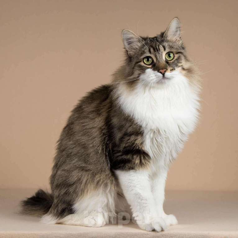 Кошки в Москве: Добрый ласковый богатырь кот Фунтик Мальчик, Бесплатно - фото 3