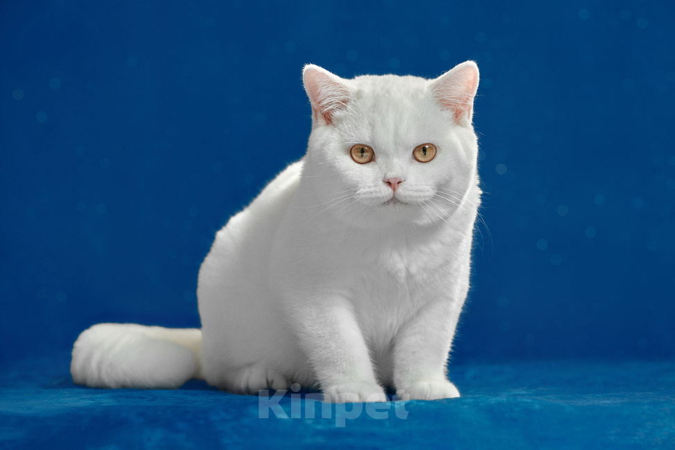 Кошки в Магнитогорске: Barbie Marshmallow Девочка, 15 000 руб. - фото 1