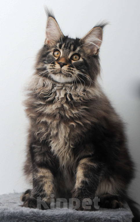 Кошки в Москве: Шубастый котенок мейн-кун  Мальчик, 70 000 руб. - фото 5