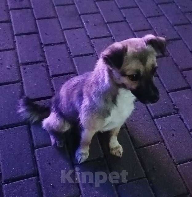 Собаки в Калининграде: Найдена собака (щенок) Девочка, Бесплатно - фото 3