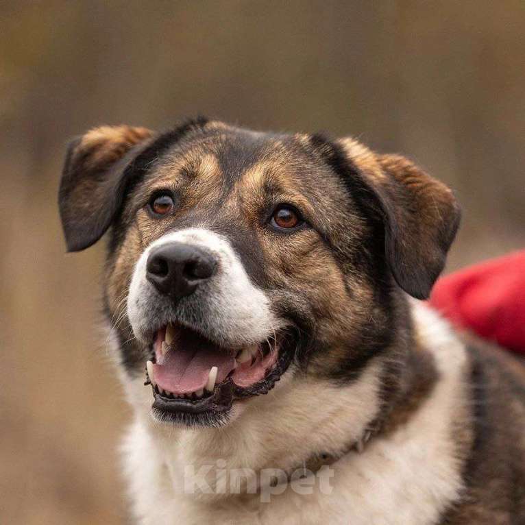 Собаки в Королеве: В поисках дома Берта. Девочка, Бесплатно - фото 1