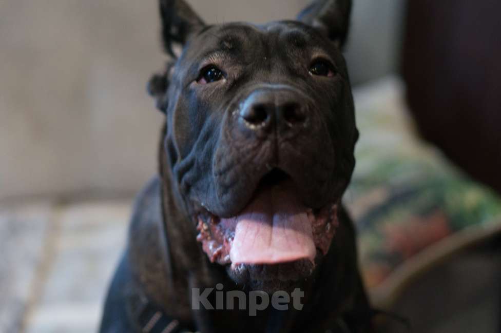 Собаки в Волоколамске: Кане-Корсо щенок Девочка, 55 000 руб. - фото 2